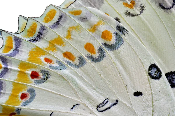 浅白的白色 有明亮的橙色斑点作为珠宝装饰和灰色条纹的珠宝纳瓦布 Polyura Delphis 蝴蝶的蝴蝶前缘纹理的自然色彩 美丽的背景 — 图库照片