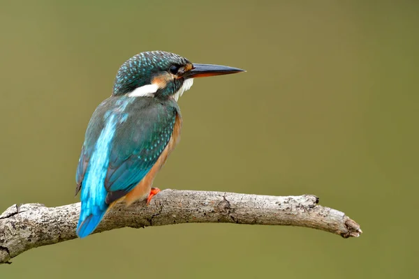 Siap Untuk Terbang Common Kingfisher Alcedo Atthis Indah Biru Hijau — Stok Foto
