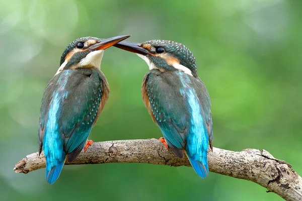 Romantisches Eisvogelpaar Alcedo Atthis Kleine Türkisfarbene Vögel Die Der Brutzeit — Stockfoto