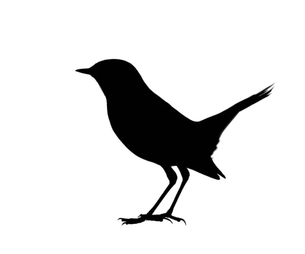 Shadow Nature Black Bird Shadow White Background — Stock Photo, Image