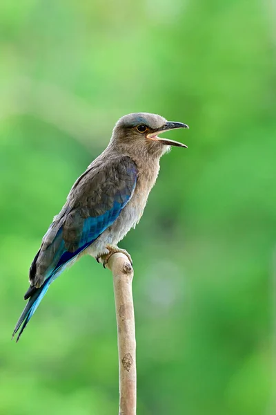 Singing bird, lovely grey to blue bird perching on wooden branch in nature calling her parents, Juvenile Indian roller (Blue Jay)