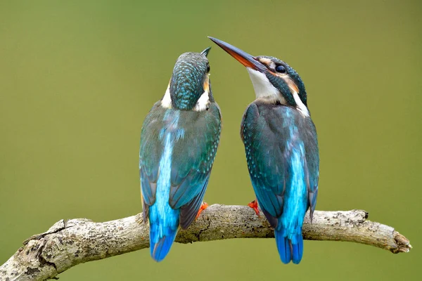 Pasangan Manis Common Kingfishers Bertengger Bersama Sama Pada Cabang Kayu — Stok Foto