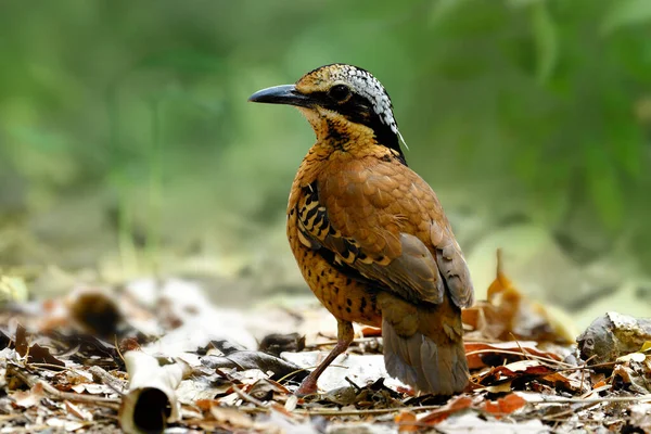 ประเทศไทยและเอเช นกส าตาลท องการมากท ชายของ Eared Pitta — ภาพถ่ายสต็อก