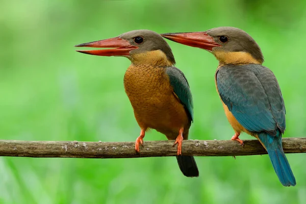 Pássaro Azul Gêmeo Com Peito Castanho Para Barriga Bicos Vermelhos — Fotografia de Stock