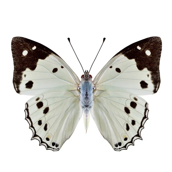 Emperador Blanco Helcyra Hemina Hermosa Mariposa Pálida Brillante Con Franja —  Fotos de Stock