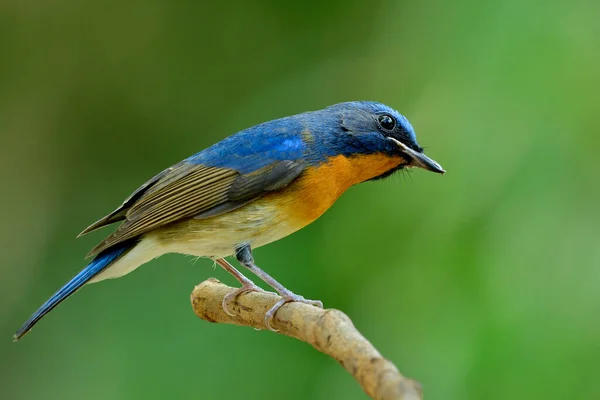 Wunderbares Gesicht Eines Faszinierten Blauen Und Orangefarbenen Vogels Der Auf — Stockfoto