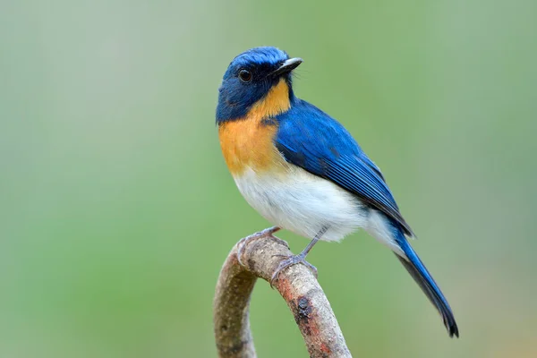 Wunderbares Gesicht Eines Faszinierten Blauen Vogels Mit Orangefarbenen Federn Auf — Stockfoto