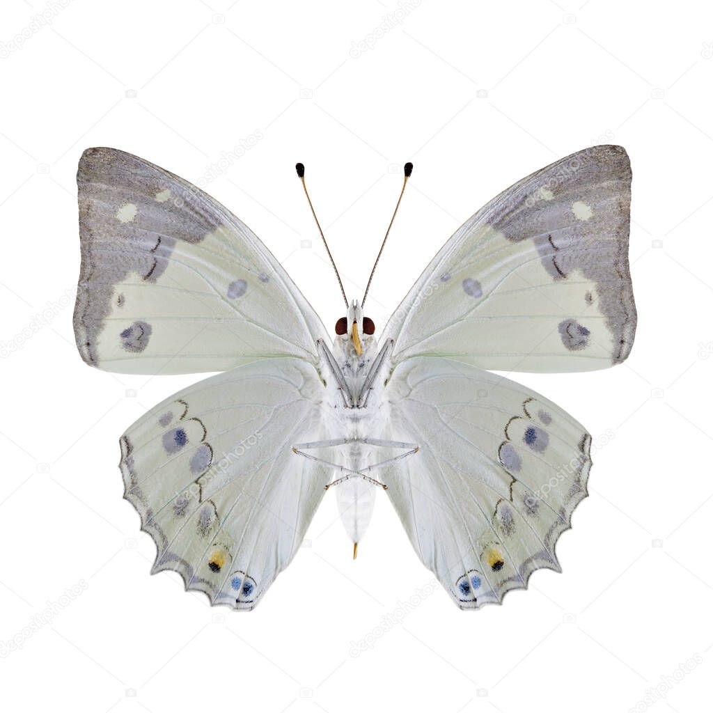 White Emperor (Helcyra hemina) fascinated pale bright butterfly lower wing part in natural color profile isolated over white background, exotic nature collection