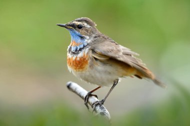Mutlu tüylü kuş tüyü sopanın üzerine tünemiş taze bir çevrede, erkek boğaz.