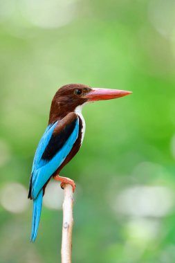 Beyaz boğazlı, İzmir, ya da beyaz göğüslü kralbalıkçı (Halcyon İzmir) ince bir dala tüneme sırasında yan görünüm 