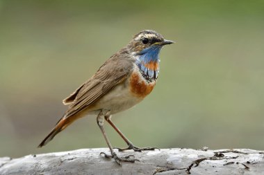 Vahşi bir hayvan, yağmurda durduğu sırada meraklı bir yüz, yağmurda küçük bir kuş