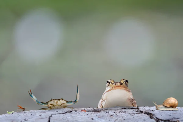 Animal Farm Green Worm Ant Crab Earth Worm Frog Snail — Stock Photo, Image