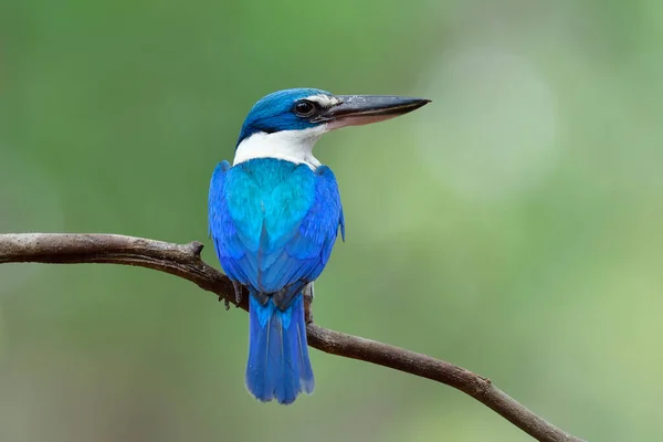 Beautiful blue and turquoise bird perching on thin branch showing its fine back feathers, collared kingfisher