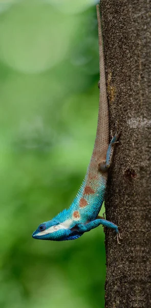 Hermosa Cola Larga Arañando Lagarto Que Dirige Hacia Abajo Desde —  Fotos de Stock