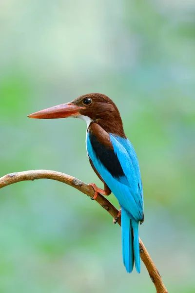 Pájaro Azul Brillante Con Grandes Picos Rojos Posados Una Pequeña —  Fotos de Stock