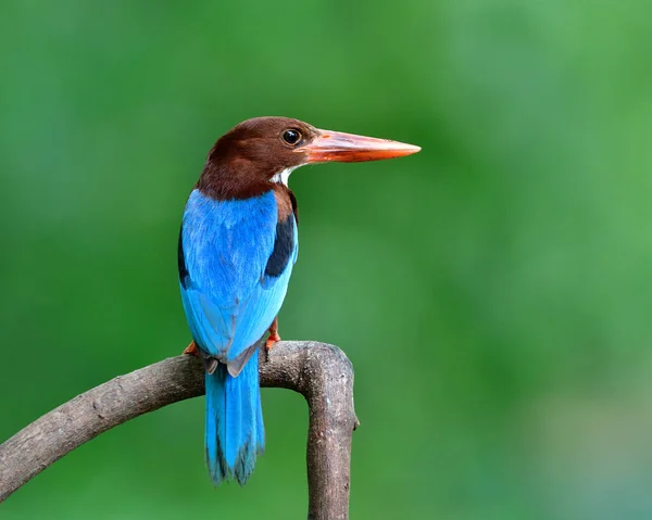 茶色の頭と大きな赤いくちばしを持つ青い鳥は 柔らかい照明で美しい背中の羽を示しています タイの野生動物 — ストック写真
