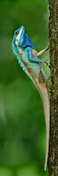 Sininen Crested Lizard Calotes Mystaceus Vaihdettava Matelija Ylpeitä Kantoja Samalla — kuvapankkivalokuva