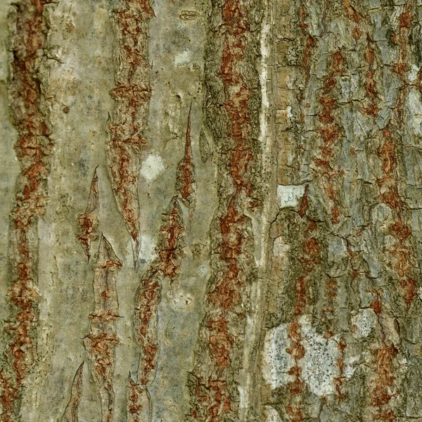 Primo Piano Corteccia Albero Con Dettagli Colore Superficie Marrone Rosso — Foto Stock