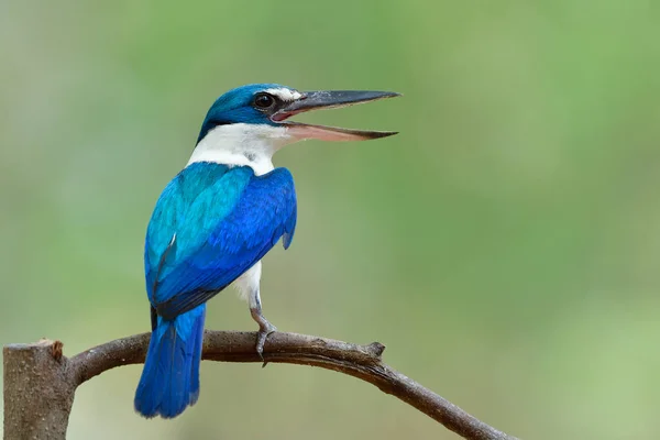 Kingfisher Yang Berkerah Bernyanyi Dengan Paruh Tajam Yang Terbuka Lebar — Stok Foto