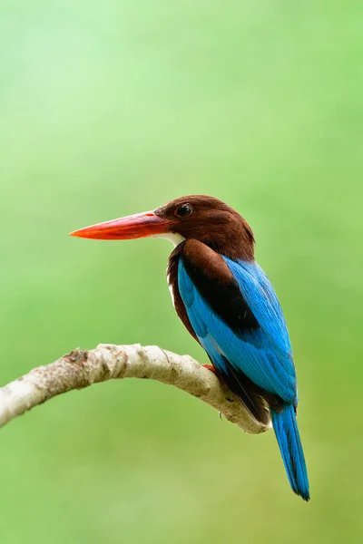 柔らかい照明環境で野生動物を魅了し 茶色の頭と明るい赤のくちばしを持つ青い翼の鳥は冷静に自然の中で固執する — ストック写真