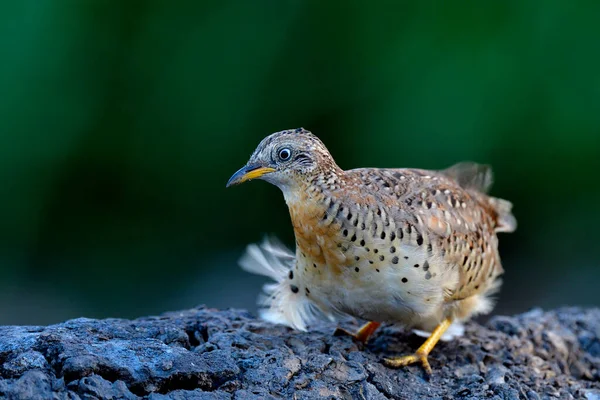 Lucu Pendek Burung Memiliki Bulu Bengkak Sementara Hembusan Angin Tiba — Stok Foto