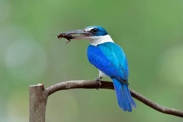 mother blue bird with white feathers and large beaks picking cricket meal for its chick on feeding day, Collared Kingfisher