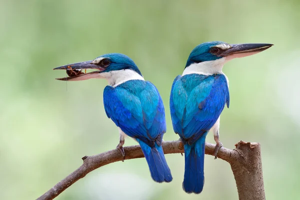 Pár Rodičů Obojku Kingfisher Nesoucí Kriketový Hmyz Svých Velkých Zobácích — Stock fotografie