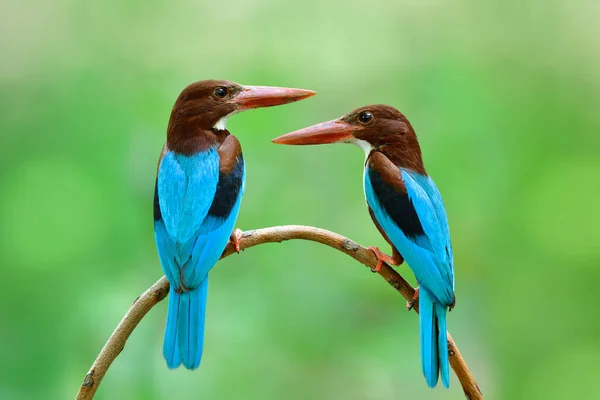 Parents birds perching together while resting from feeding their chicks during warm days in Thailand, asian residential bird, white-throated kingfisher