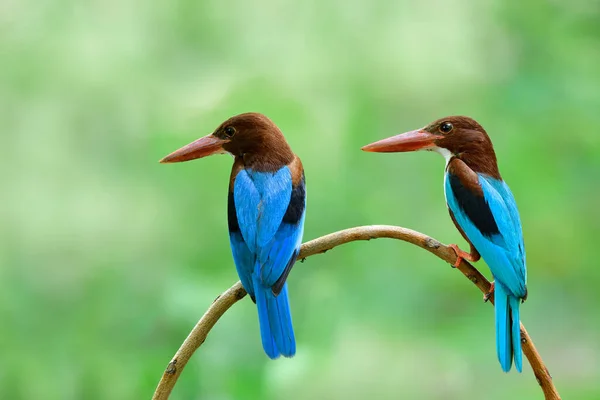 Parents White Throated White Breasted Kingfishers Staying Branch Watching Chicks — Stock Photo, Image