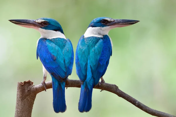 Kingfishers Berkerah Putih Musim Kawin Terpesona Burung Biru Dengan Paruh — Stok Foto