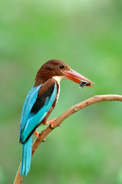 餌の季節に巣の中で雛に餌を与えるためにゴキブリの食事を運ぶ白い喉のカワセミ Halcyon Smyrnensis 義務の親鳥 — ストック写真