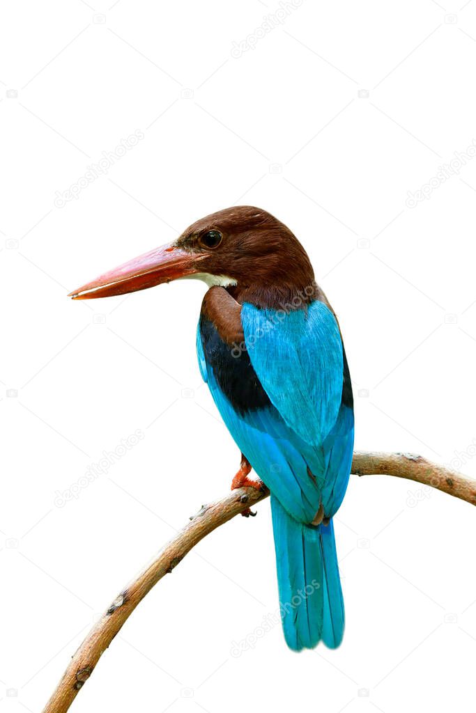 Halcyon smyrnensis white-throated kingfisher) beautiful bird perching on thin curve branch isolated on white background