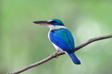 Güzel beyaz ve beyaz, büyük gagalı kuş ince dalda oturuyor tropikal bahçedeki yeşil arka planda.