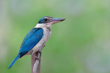 Mavi ve beyaz kuş, tüyleri dökülen ve yüzü tahta direğin tepesine tünemiş, yakalı balıkçı.