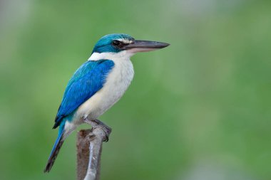 Beyaz göbek tüyleriyle parlak mavi ve turkuaz. Tayland 'ın mangrov ormanlarındaki yeşil bulanık arka planda tahta dallara tünemiş kuş uykusu.
