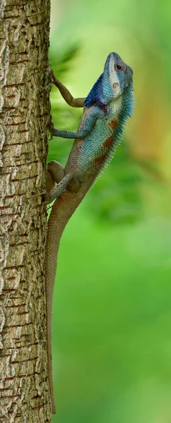 Lagarto Cresta Azul Calotes Mystaceus Reptil Cambiable Color Posado Árbol —  Fotos de Stock