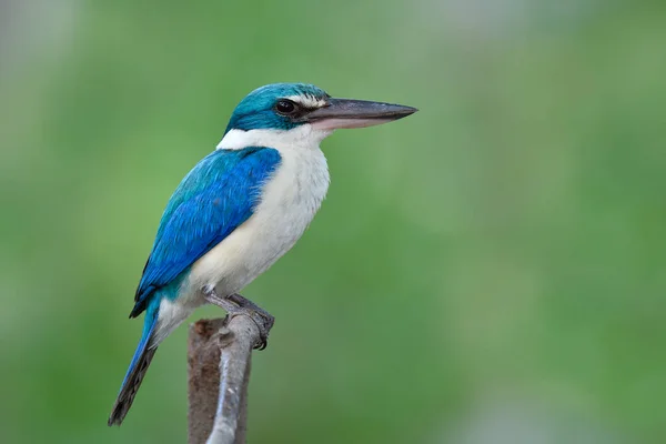 Azul Brillante Turquesa Con Plumas Blancas Del Vientre Pájaro Soñoliento —  Fotos de Stock