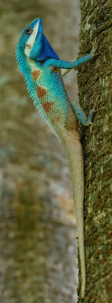 Kirkkaan Sininen Punainen Piste Sen Karkea Iho Blue Crested Lizard — kuvapankkivalokuva