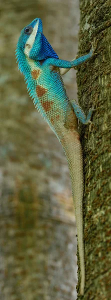 Azul Brillante Con Manchas Rojas Áspera Piel Lagarto Crestado Azul —  Fotos de Stock