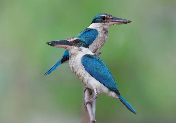 Belo Casal Animais Provocando Uns Aos Outros Momentos Românticos Kingfisher — Fotografia de Stock