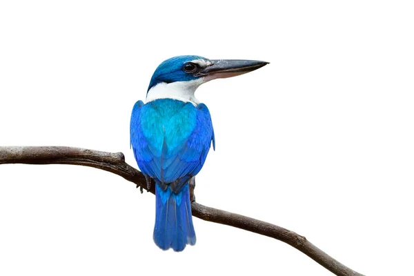 白い背景に隔絶された細い木の枝に腰掛けながら幸せな青い鳥が切り取られた野生動物を魅了し — ストック写真