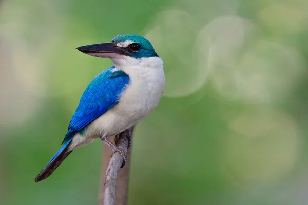 Turn around face of White collared kingfisher beautiful blue and white bird in lovely action