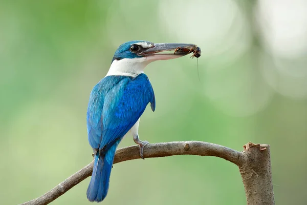 parent bird picking cricket meal to feed its chicks, collared kingfisher in breeding season