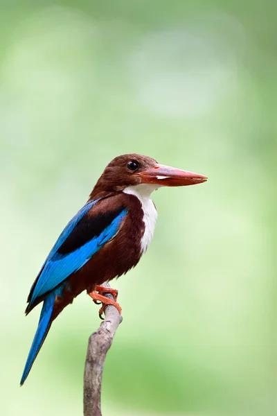 Brown Blue White Breast Bird Happily Perching Thin Branch Bright — ストック写真