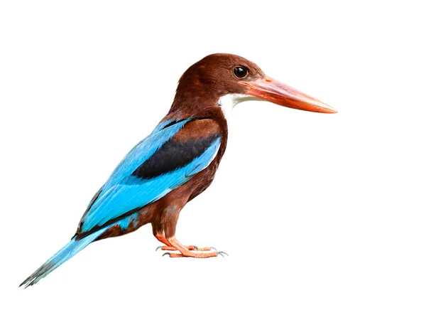 White Throated Kingfisher Ολόκληρες Λεπτομέρειες Από Πρόσωπο Κεφάλι Ράμφος Φτερό — Φωτογραφία Αρχείου