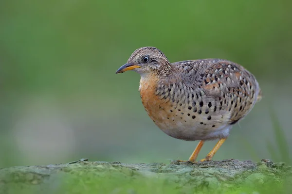 Caille Boutonnière Pattes Jaunes Petit Oiseau Jaune Pâle Adulte Aux — Photo