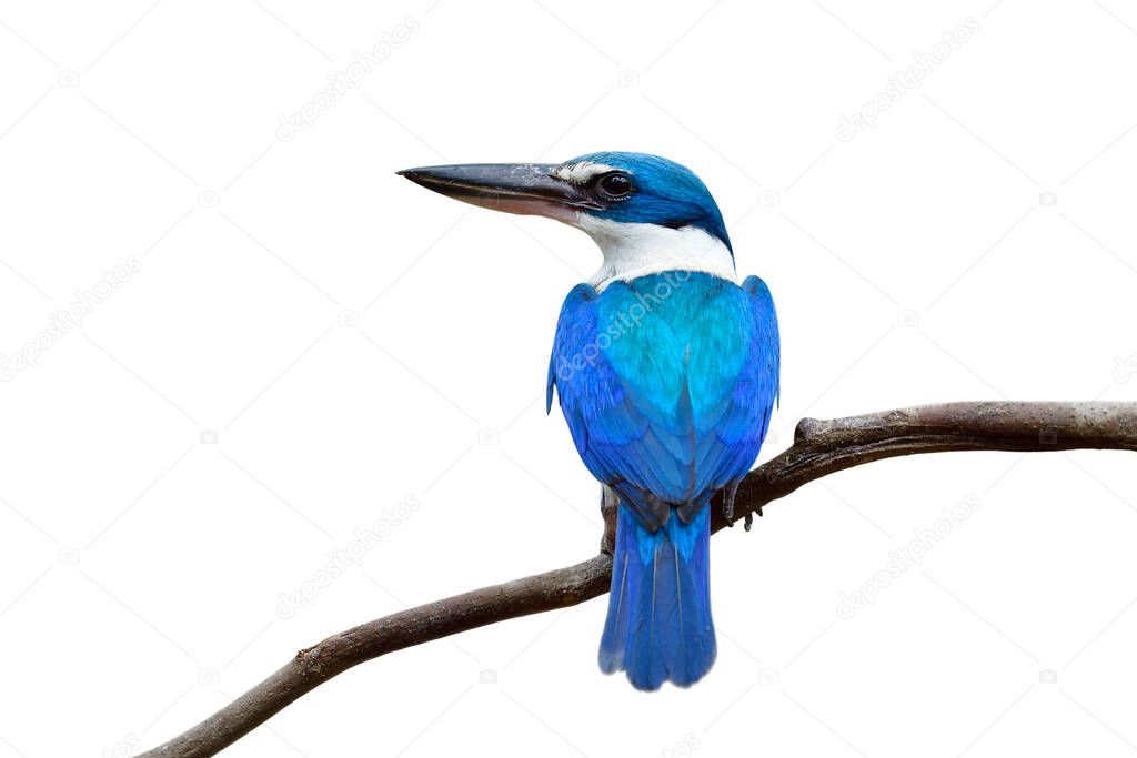 Beautiful blue and turquoise bird perching on thin branch showing its fine back feathers isolated on white background, collared kingfisher
