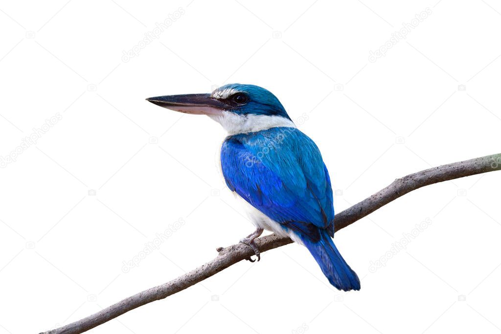 Beautiful turquoise blue bird withlarge beak and white chest perching on thin branch showing its fine back feathers isolated on white background, collared kingfisher
