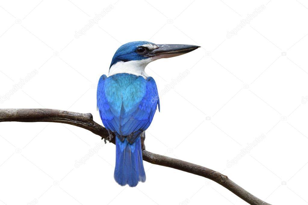 happy blue bird while perching on thin wooden branch isolated on white background, fascinated wild animal on cut out