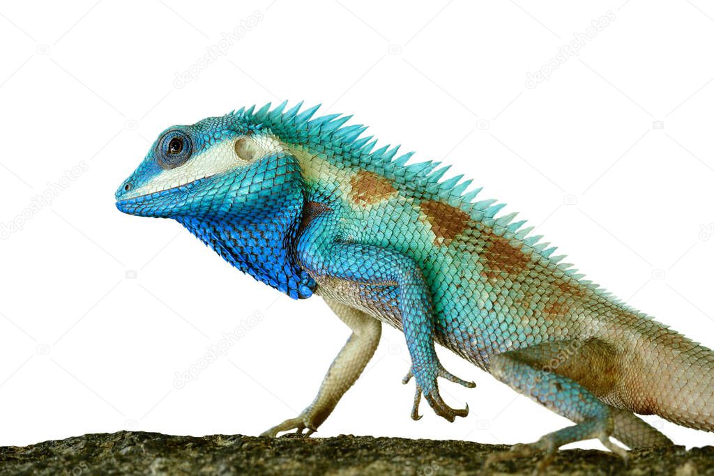 Ind-chinese forest blue lizard in close up with sharp detais of its scales and bright shining skin with strength stance isolated on white background